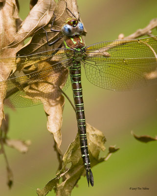 Swamp Darner