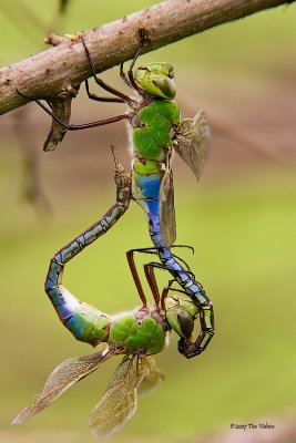 Common Green Darner