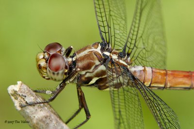 Roseate Skimmer ♀