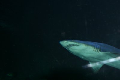 IMG_0080.JPG