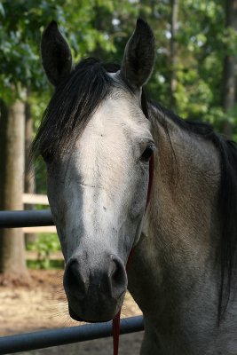 charm171.jpg