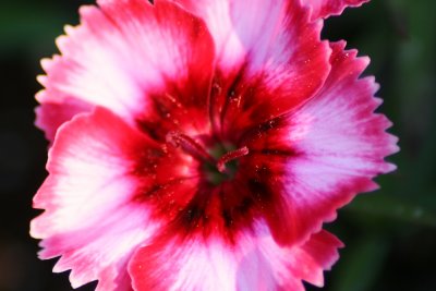 flower111.jpg