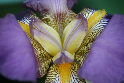 flower114.jpg