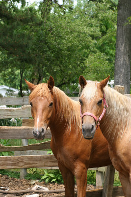Charm and Friends