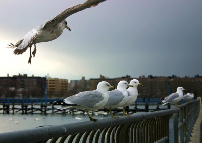 Fauna (Birds and Animals)