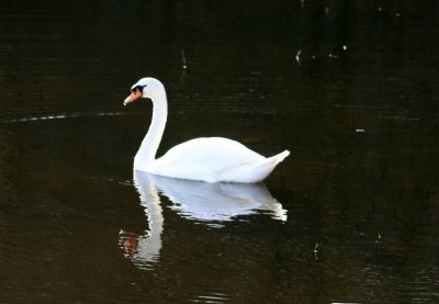 Swan on Bute