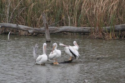 Pelicans Preening On A Log