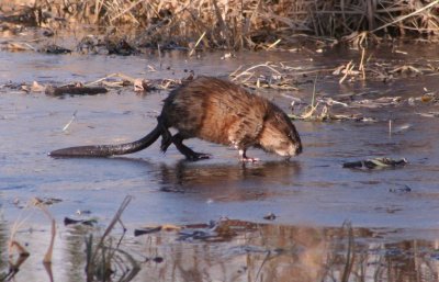 Muskrat on the Move