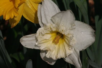 Daffodil