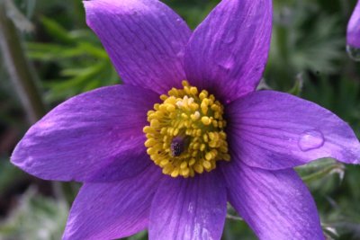 American Pasqueflower