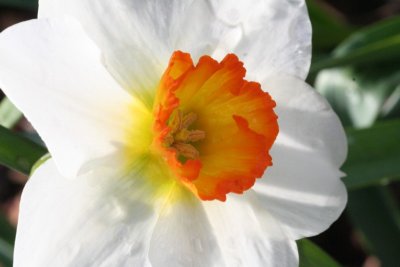 Daffodil