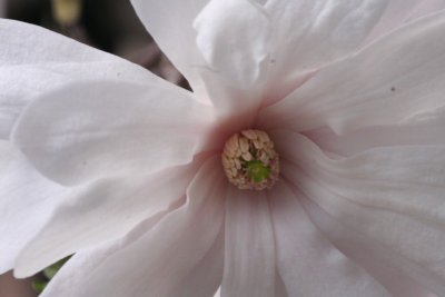 Magnolia