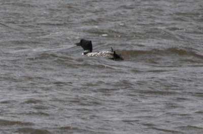 Common Loon