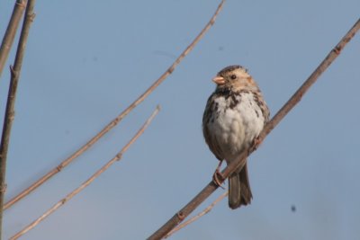 Harris's Sparrow