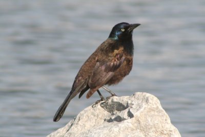 Common Grackle