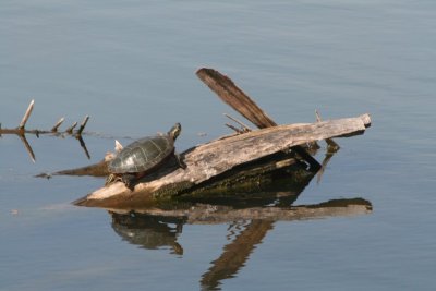 Painted Turtle Basking in the Sun