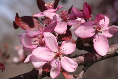 Prairifire Crabapple