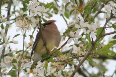 Cedar Waxwing