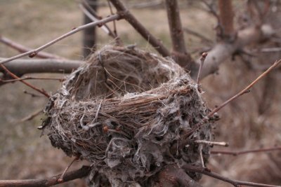 Bird Nests