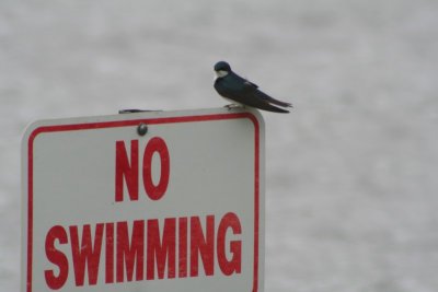 Tree Swallow