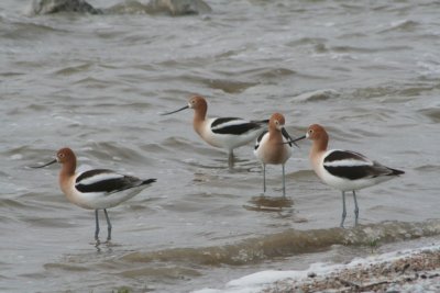 Pawnee Lake Birds