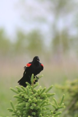 Red-winged Blackbird Singing His Heart Out