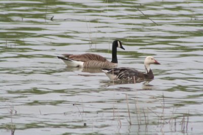 Snow goose and Canda goose