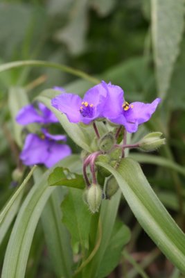 Long Bracted Spiderwort