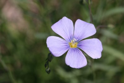 Wild Blue Flax