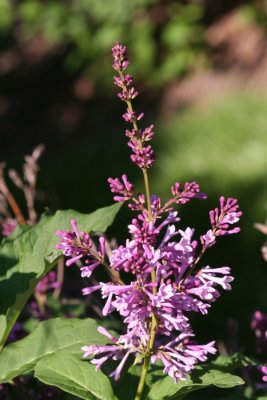 Lilacs