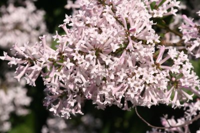 Lilacs