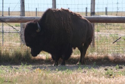 Bison