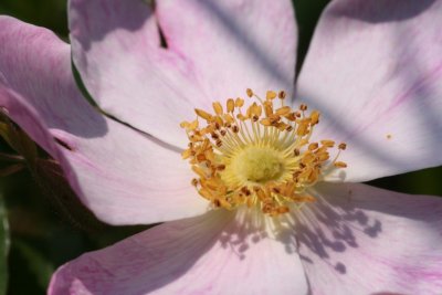 Wild Rose