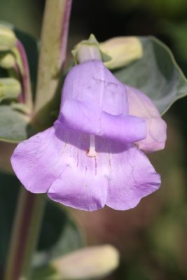 Large Beardtongue