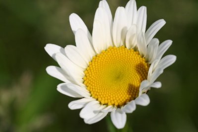 Partially Opened Daisy