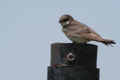 Tree Swallow