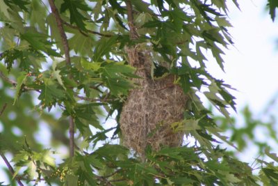 Baltimore Oriole Nest