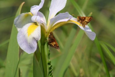 Peck's Skipper (left) & Zabulon Skipper (right) on Wild Iris