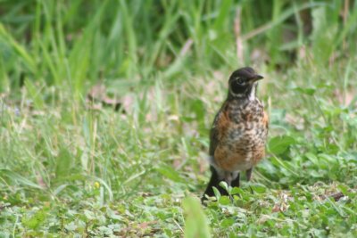 Young Robin