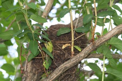 Robin's Nest