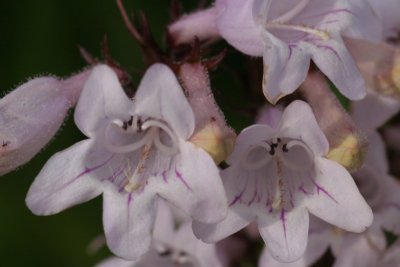 White Penstemon