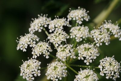 Poison Hemlock