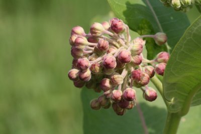 Swamp Milkweed Buds
