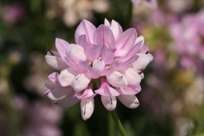 Crown Vetch