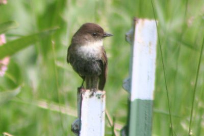 Eastern Phoebe