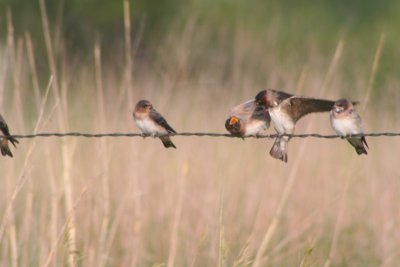 Cliff Swallows