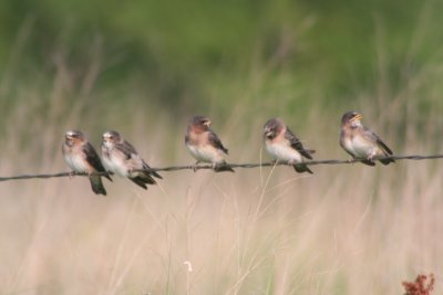 Cliff Swallows