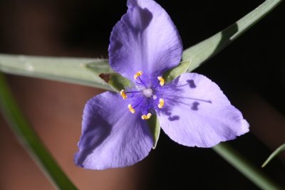 Spiderwort