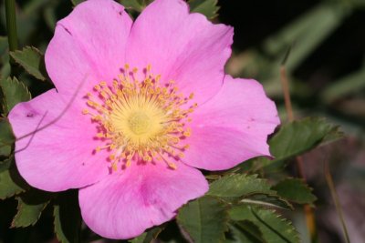 Wild Rose