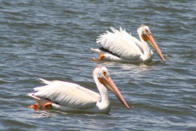 American white pelicans